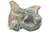 Fossil Woolly Rhino (Coelodonta) Tooth - Siberia #225589-2